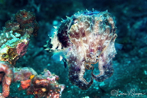 Broadclub cuttlefish/Photographed with a Canon 100 mm mac... by Laurie Slawson 